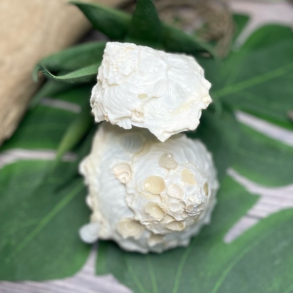 (2) RARE White Carrier Seashells Collector Shells Coastal Nautical Beach Decor - Picture 10 of 17